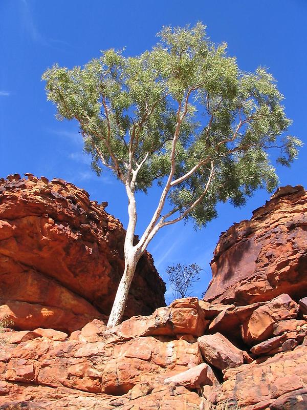 Kings Canyon (2)