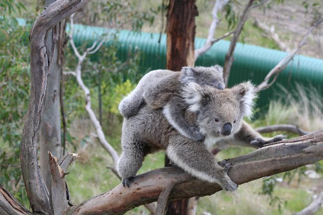 Koala and Joey