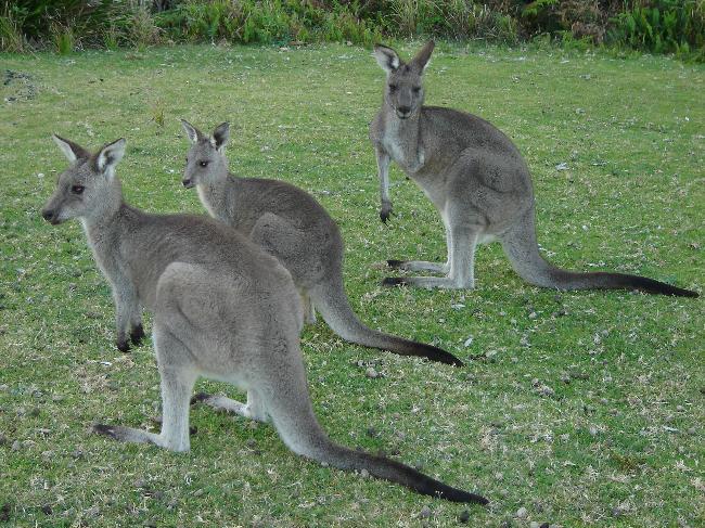 Kangaroos