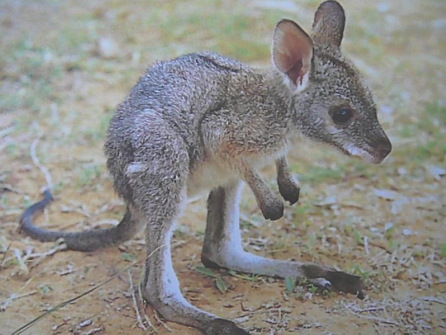 Kangaroo