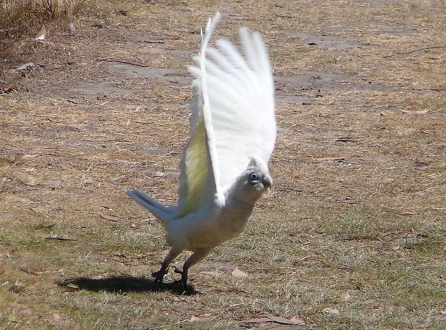 White cockatoo