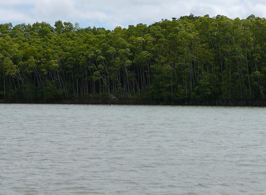 Daintree river, Photo: H. Maurer, 2007