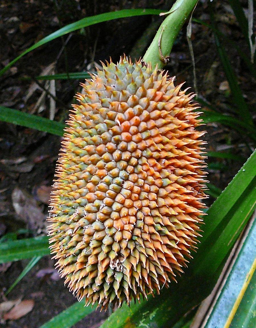 Pandanus