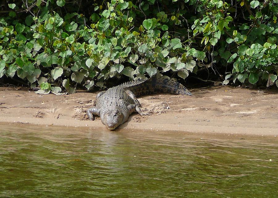 Crocodile