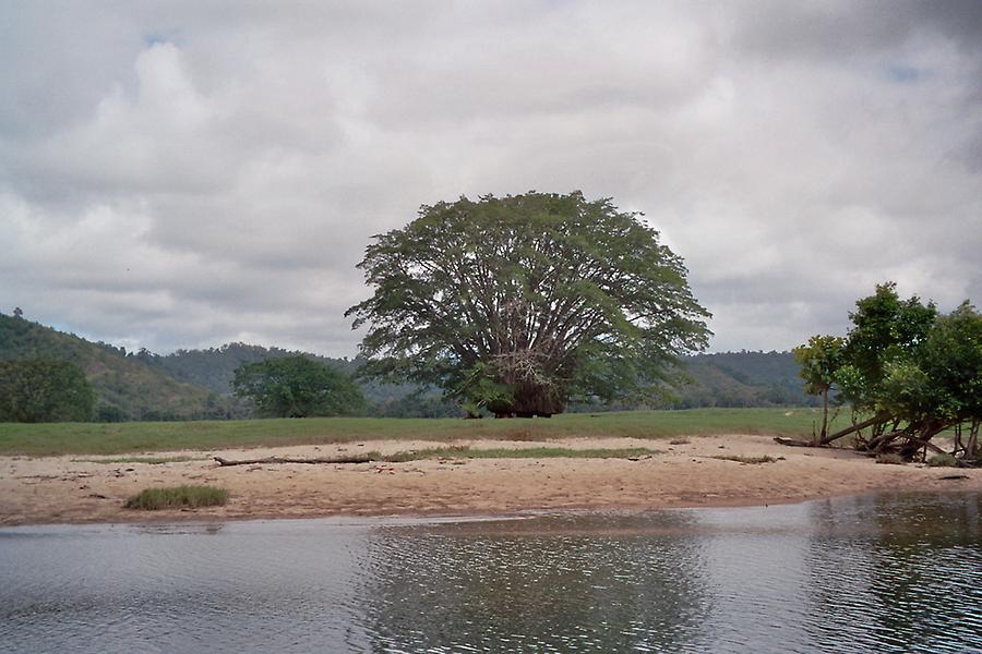 On Daintree river