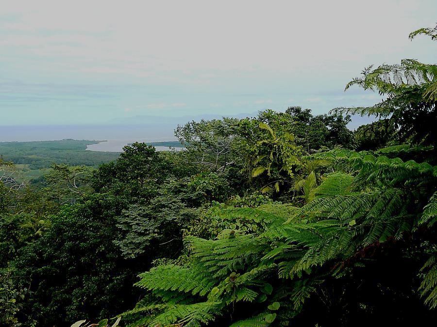 Daintree rain forest, Photo: H. Maurer, 2007