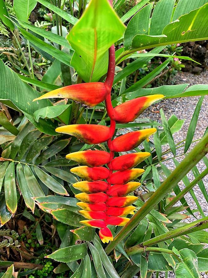 Fiji - Tropical Vegetation