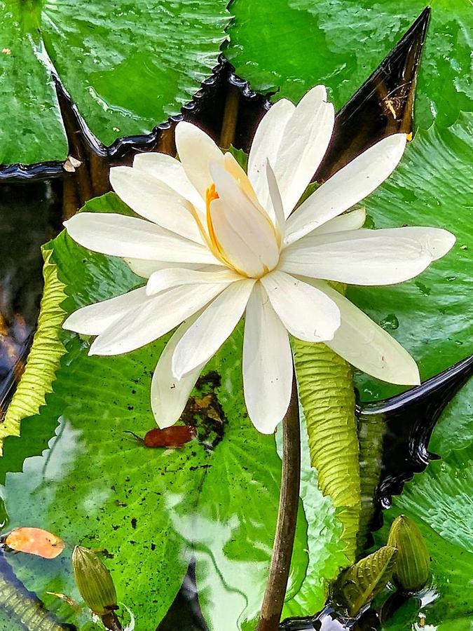 Fiji - Tropical Vegetation