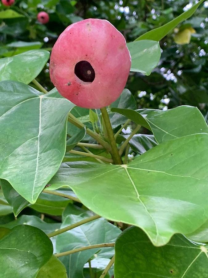 Jaluit Atoll - Vegetation