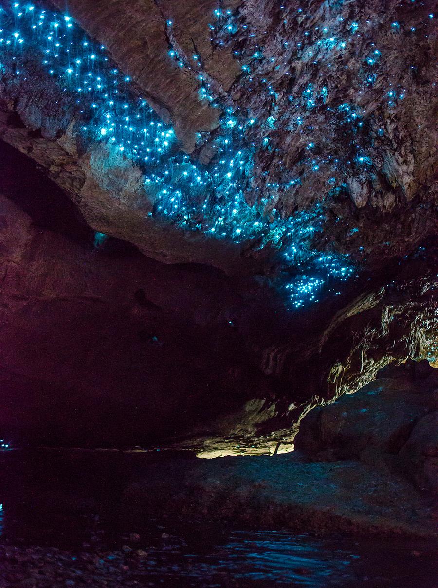 glowworms