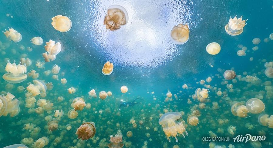 Jellyfish Lake, Palau, © AirPano 