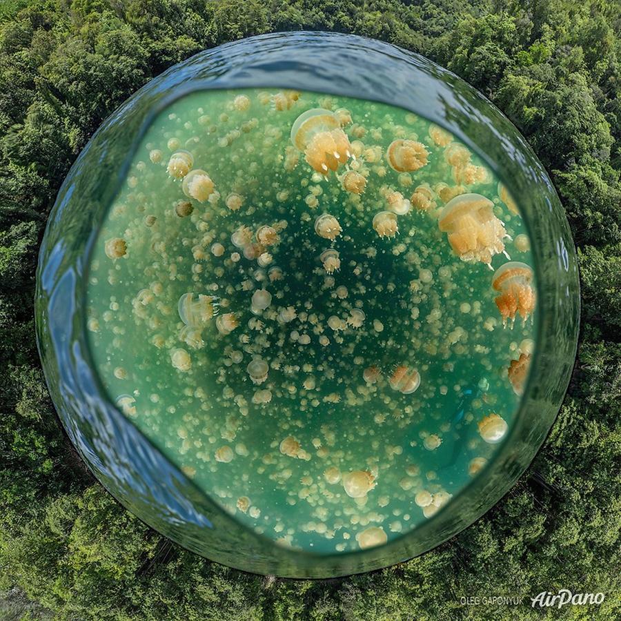 Jellyfish Lake, Palau, © AirPano 