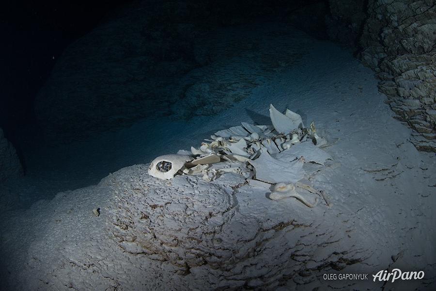 The skeleton of a large turtle. The Temple of Doom, Palau, © AirPano 