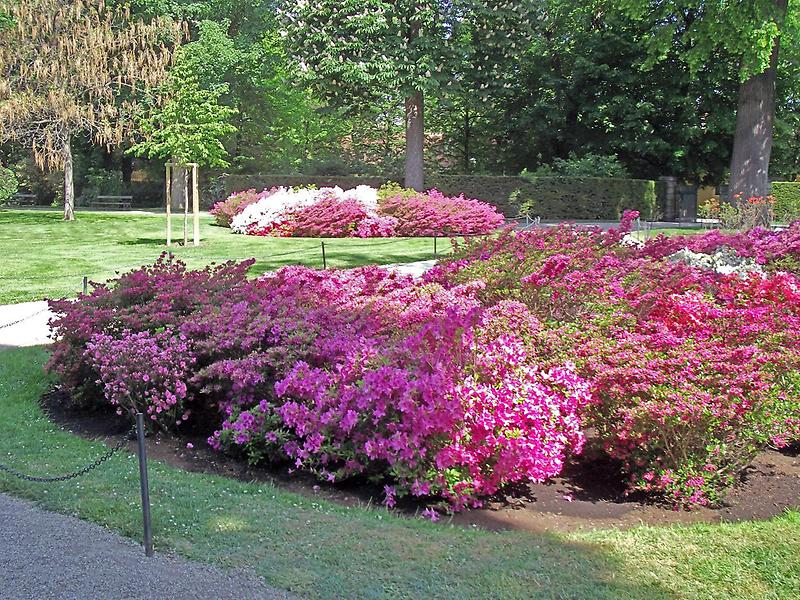 Azaleas in bloom, Schoenbrunn