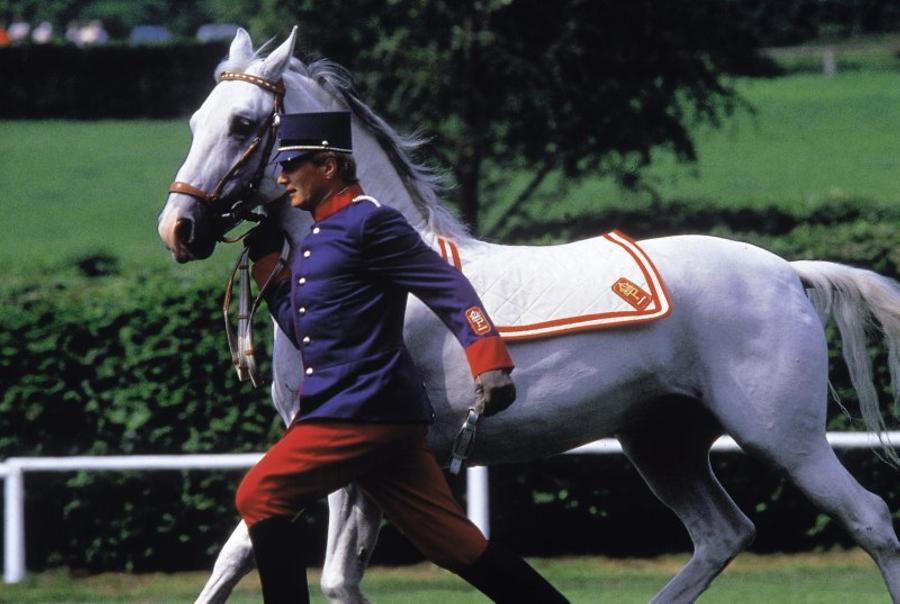 Lipizzaner Horse in Piber (Styria)