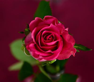 Rose, Foto source: PixaBay 