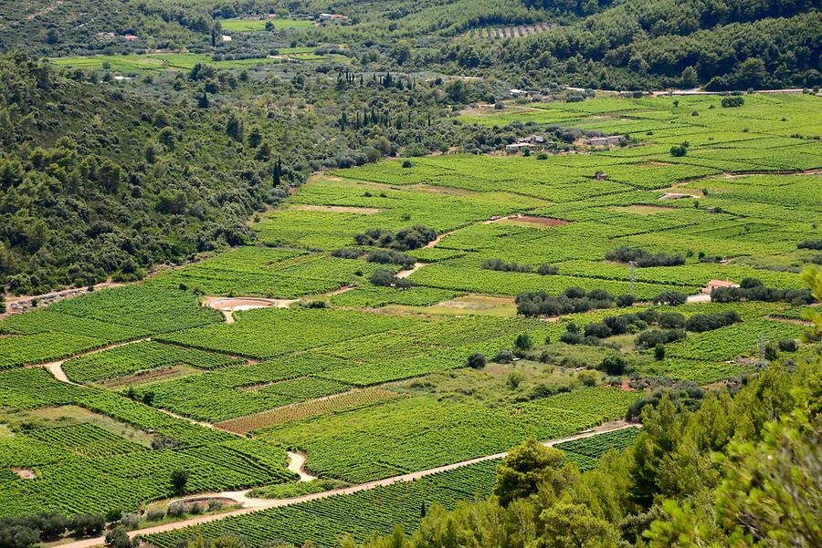 Korčula - Wineyards