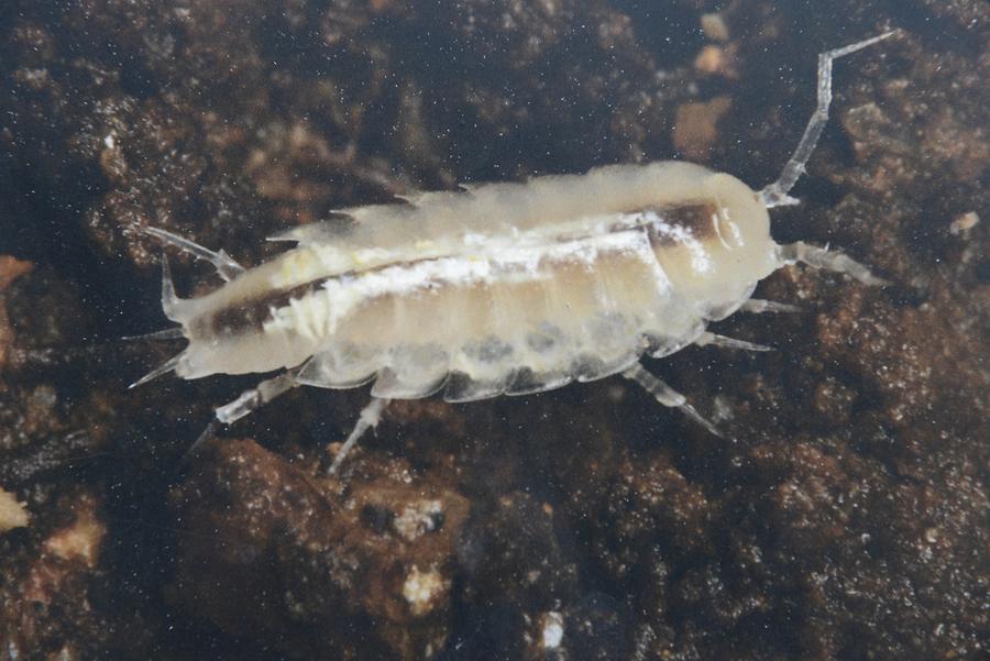 Krk - Biserujka Cave; Pseudoscorpion