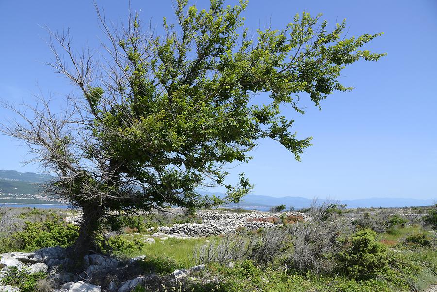 Krk - Landscape near Silo Krk