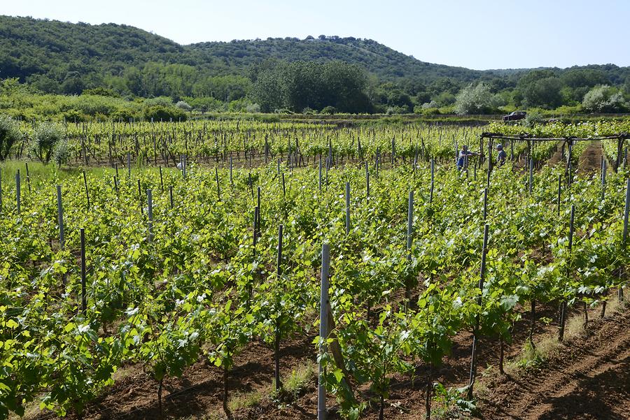 Krk - Vineyards