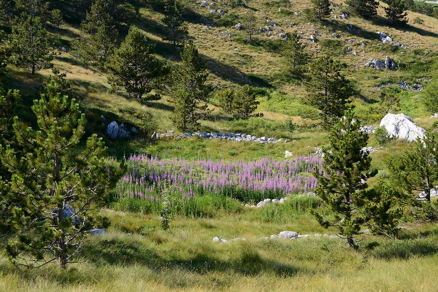 Biokovo Nature Park