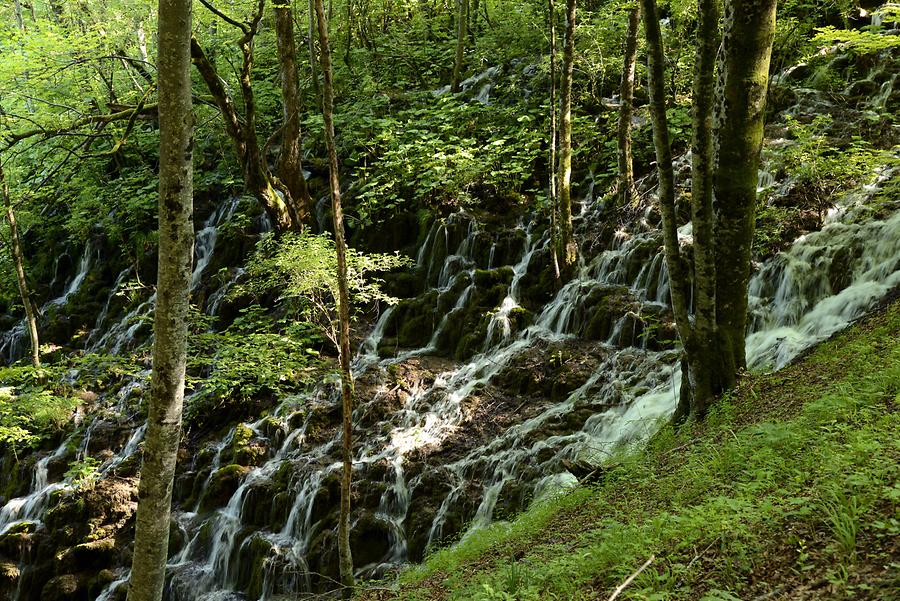 Upper Lakes - Forest