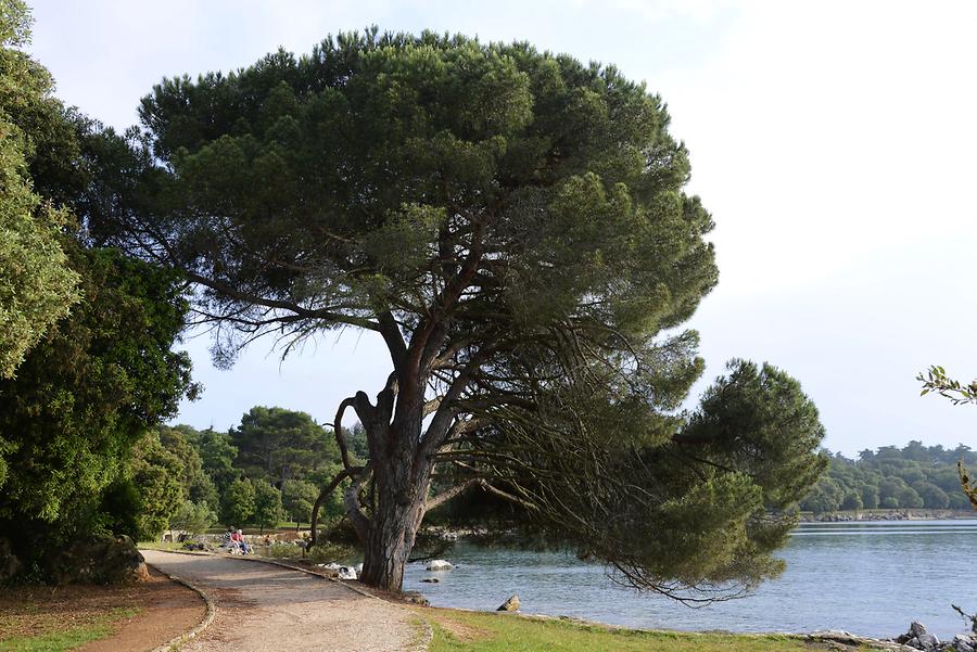 Zlatni Rt Forest Park (Golden Cape)