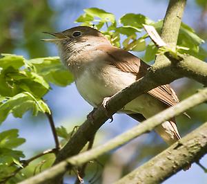 Common Nightingale, Foto: source: Wikicommons unter CC 