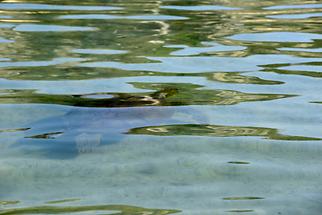 Amoudi Beach - Sea Turtle