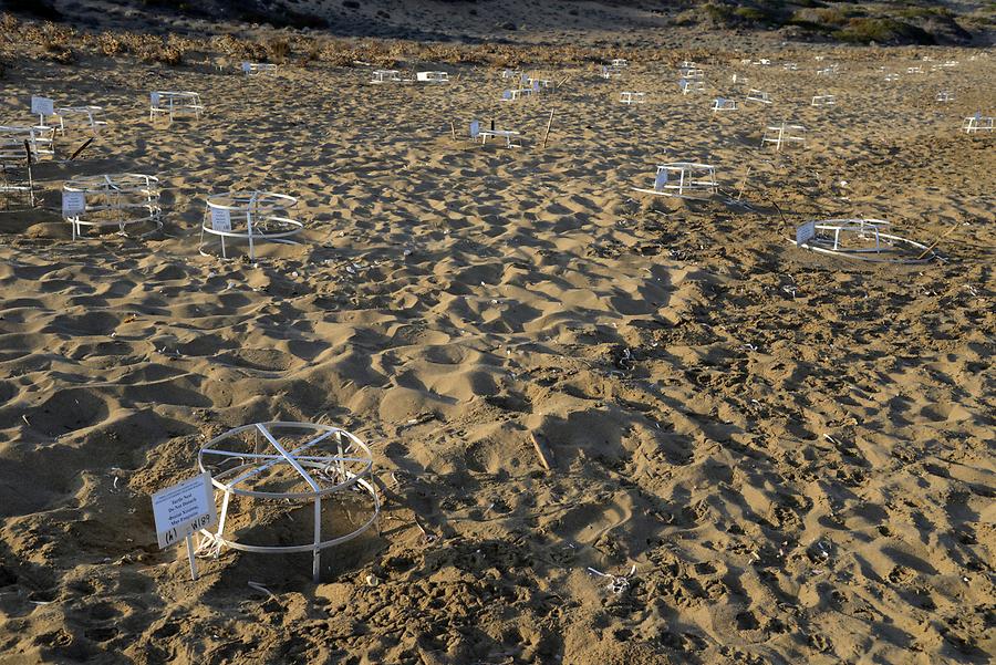 Amoudi Beach - Sea Turtle Nesting