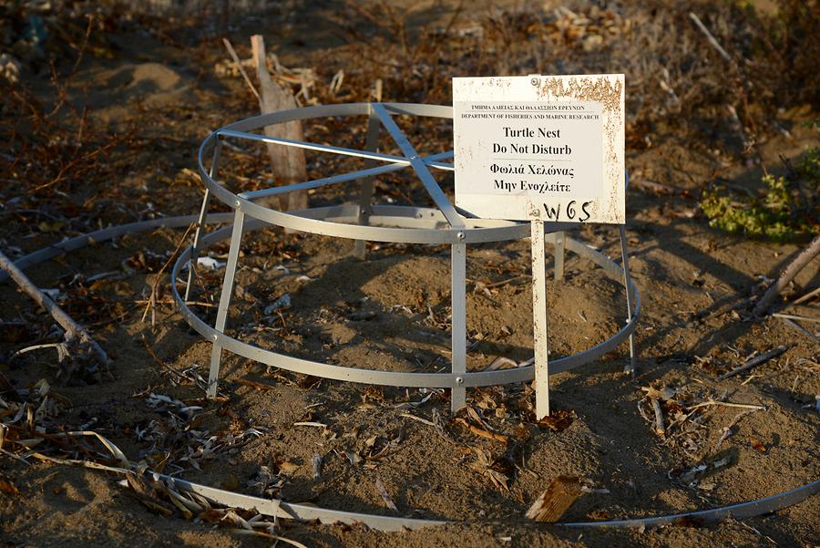 Amoudi Beach - Sea Turtle Nesting