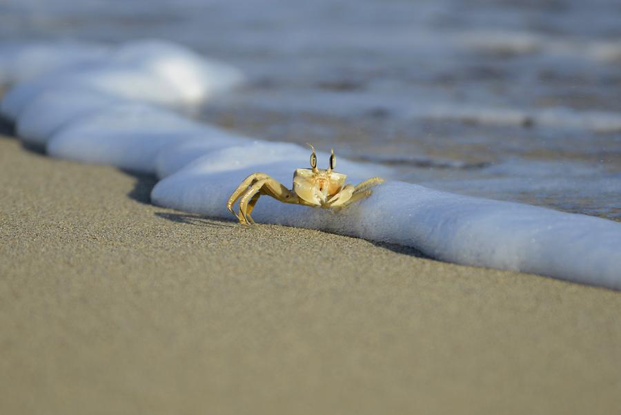 Golden Beach - Crab