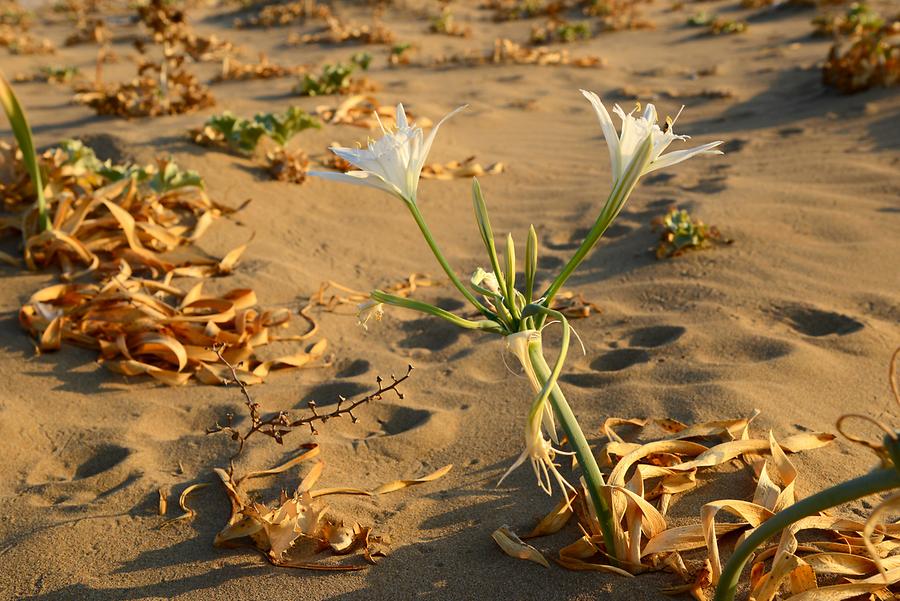 Golden Beach