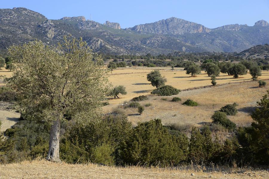 Landscape near Kantara