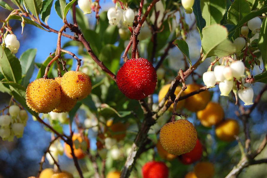 Arbutus