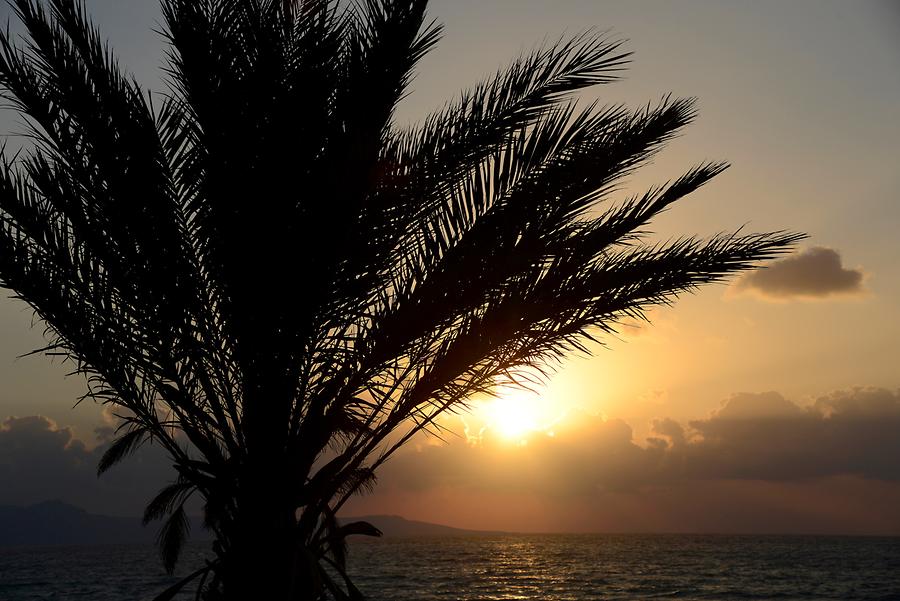 Beach near Polis - Palm Tree