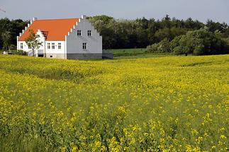 Landscape near Jelling (1)