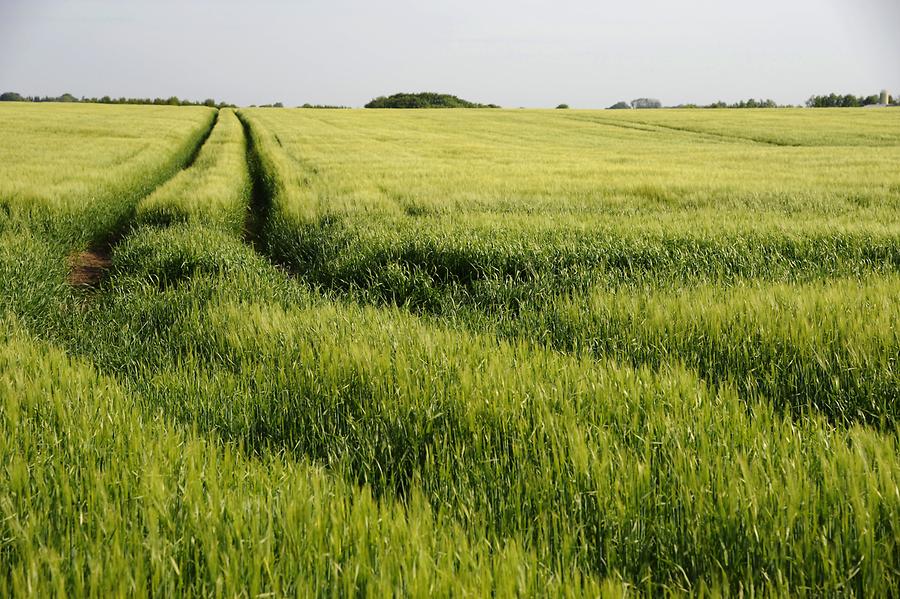 Landscape near Jelling