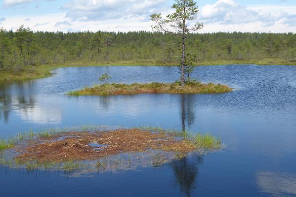 Viru Rabu bog