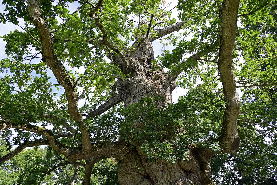 Guillotin's Oak