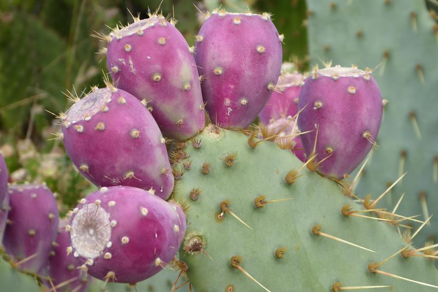 Catucs figs, Photo: H. Maurer