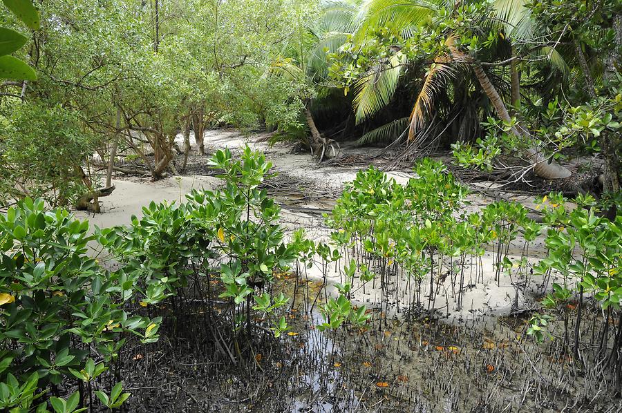 Mangrove Forest