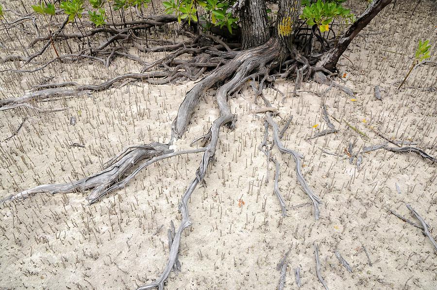 Mangrove Forest