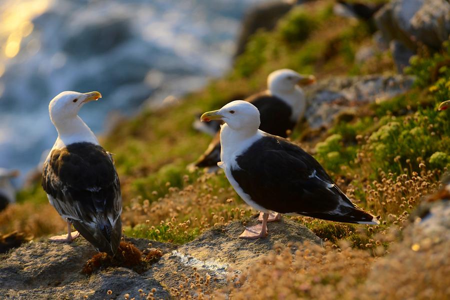 Pointe du Raz - Seagulls