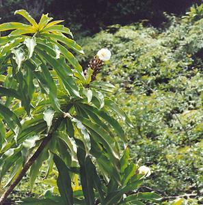 La Reunion