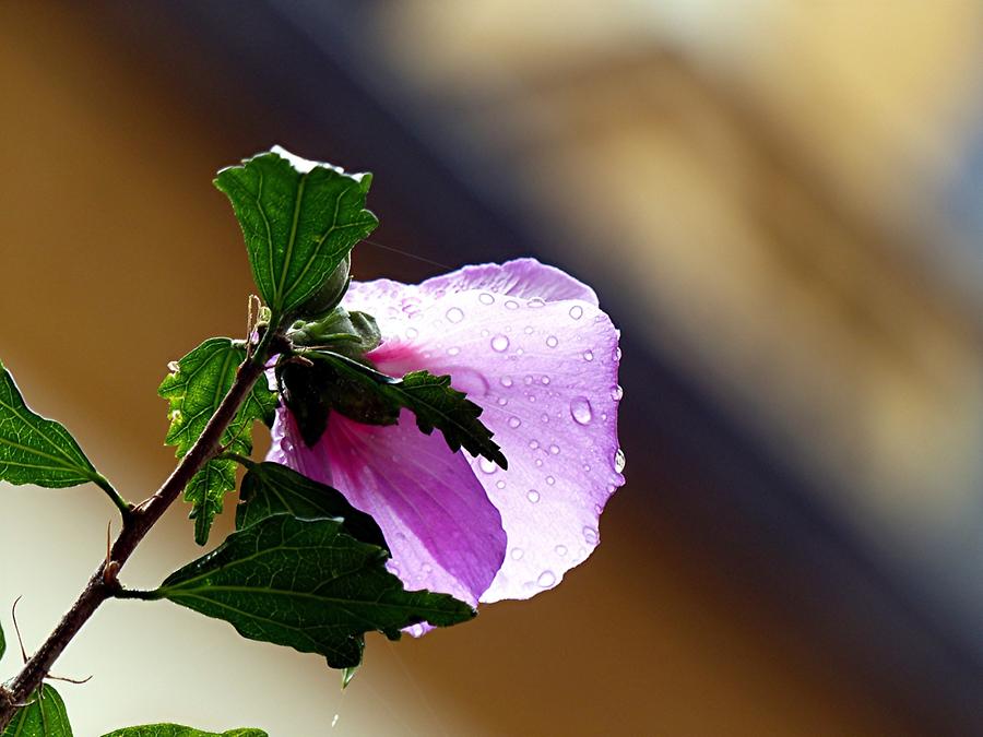 Castle Seehof - Flower in castle courtyard