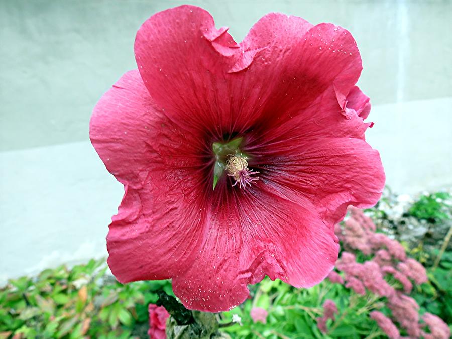 Lorch Abbey, Flower