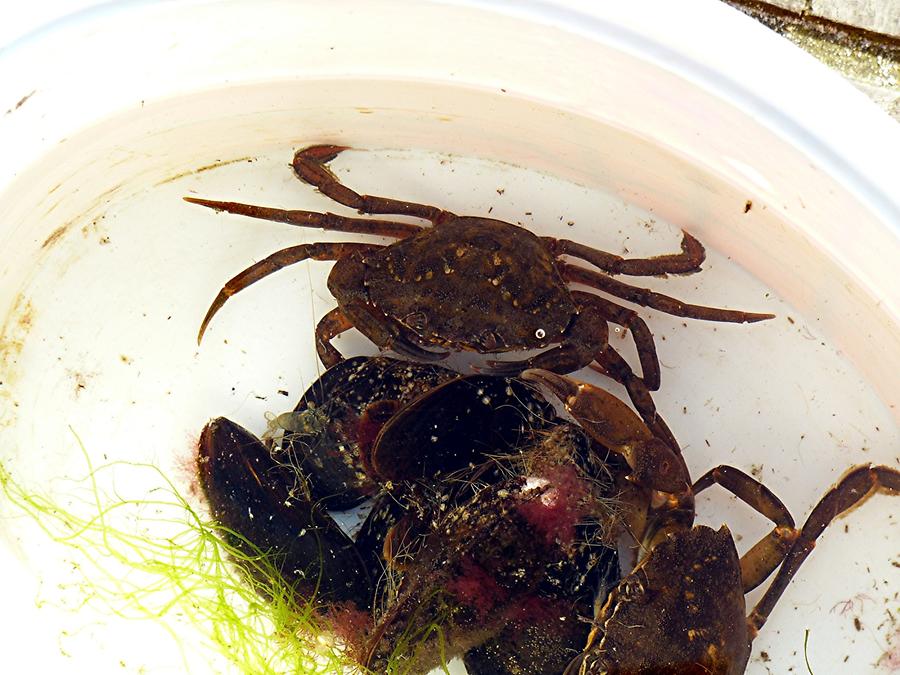 Eckernförde - Crabs and Mussels