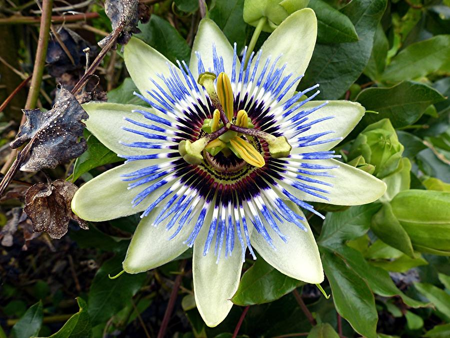 Gottorf Castle - Neuwerkgarten; Passion Flower