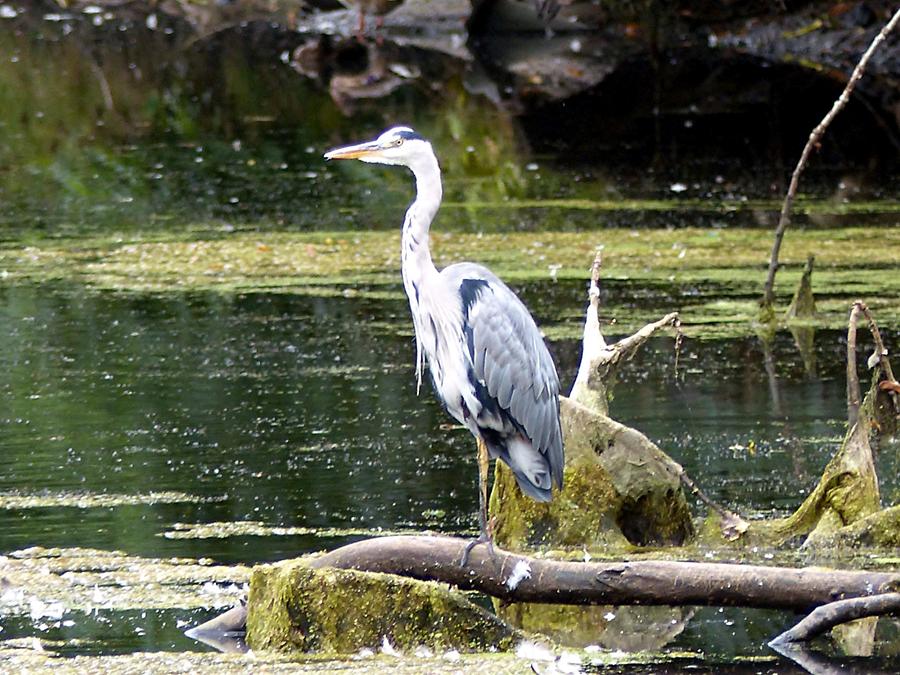 Gottorf Castle - Palace Moat with Heron